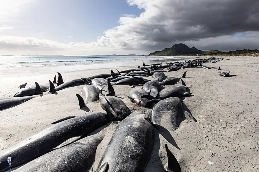 Over 450 Whales Die In ‘Heartbreaking’ New Zealand Strandings