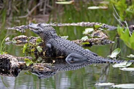 Alligator Found Hiding In Shrubbery In Rural Idaho Neighbourhood
