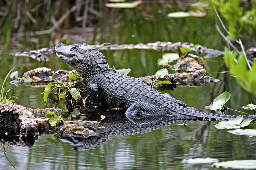 Alligator Found Hiding In Shrubbery In Rural Idaho Neighbourhood