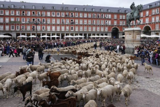 Sheep And Goats Cross Madrid In Echo Of Past Practice