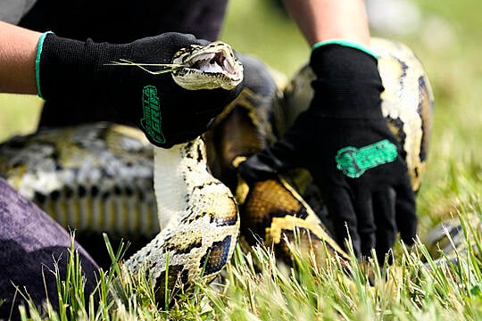 Florida Teenager Captures 28 Burmese Pythons To Win Ecology Challenge Prize