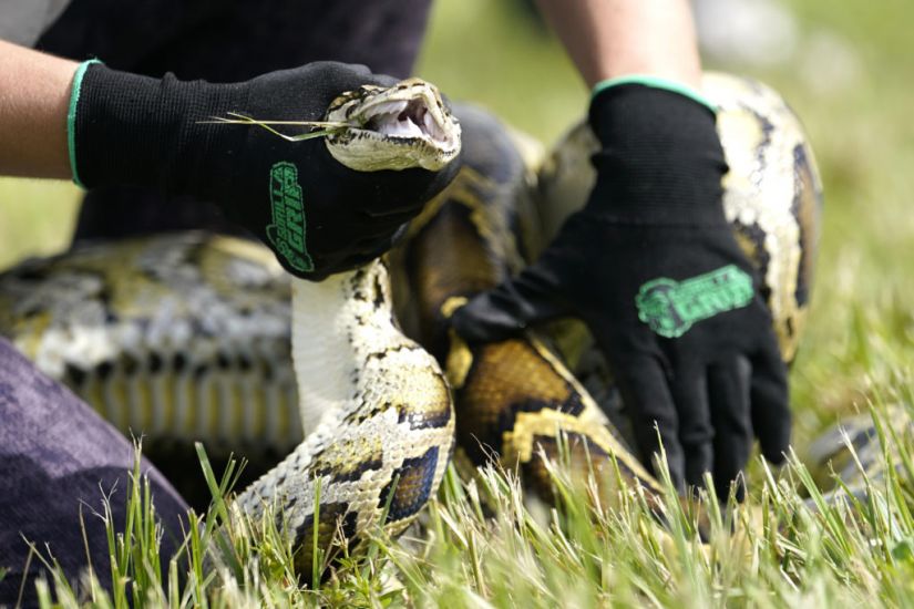 Florida Teenager Captures 28 Burmese Pythons To Win Ecology Challenge Prize