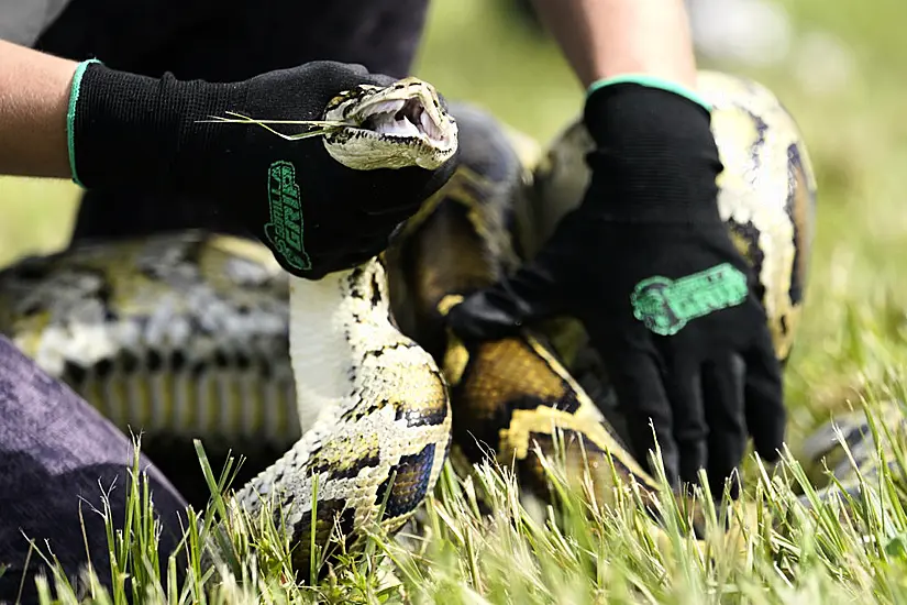 Florida Teenager Captures 28 Burmese Pythons To Win Ecology Challenge Prize