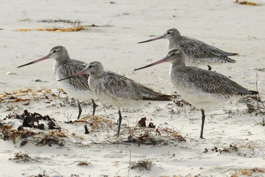 Bird Could Be Heading For Record Books After Alaska-Australia Flight