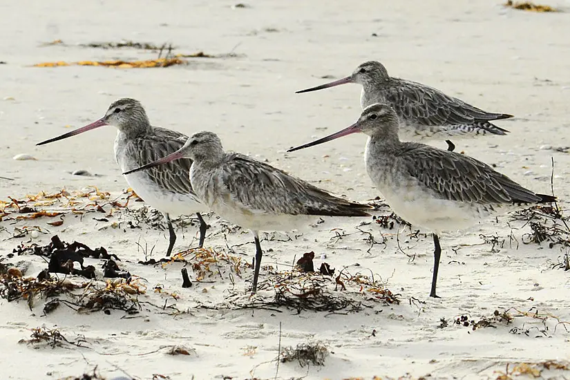 Bird Could Be Heading For Record Books After Alaska-Australia Flight