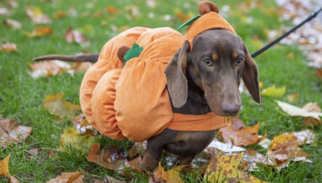 Dachshunds Get Into Halloween Spirit On Sausage Walk