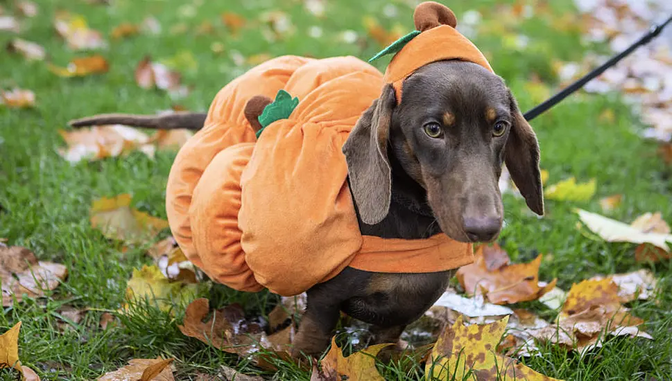 Dachshunds Get Into Halloween Spirit On Sausage Walk