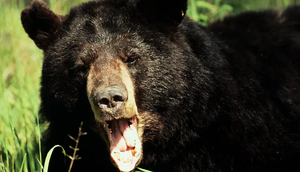 Cocaine Bear: Drug-Addled Black Bear Goes On Vicious Rampage In New Trailer