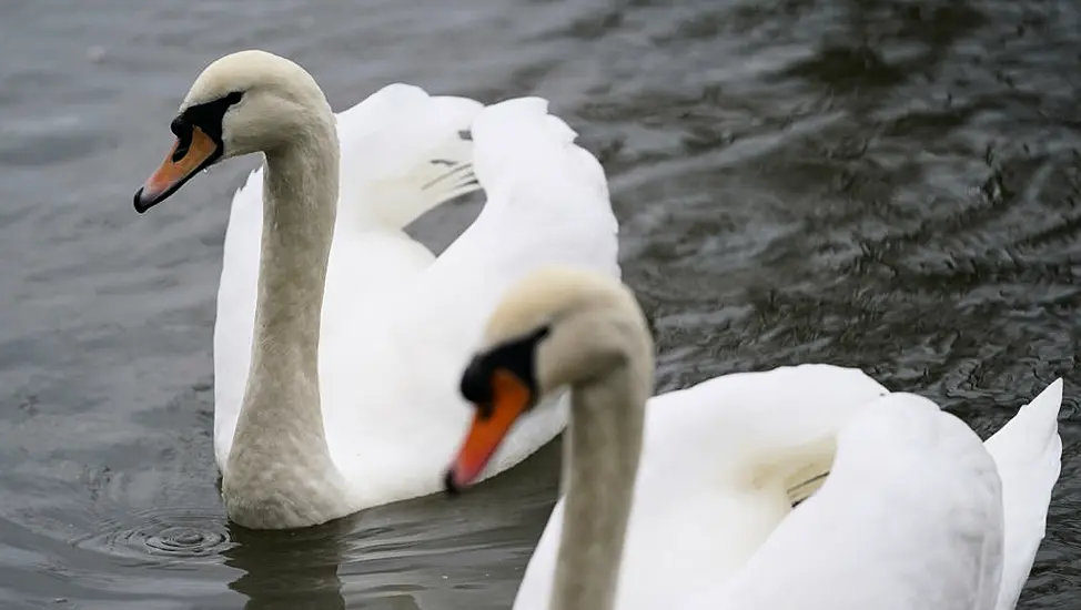 Poultry Farmers Told To Keep Flocks Indoors Amid Rise In Bird Flu Cases