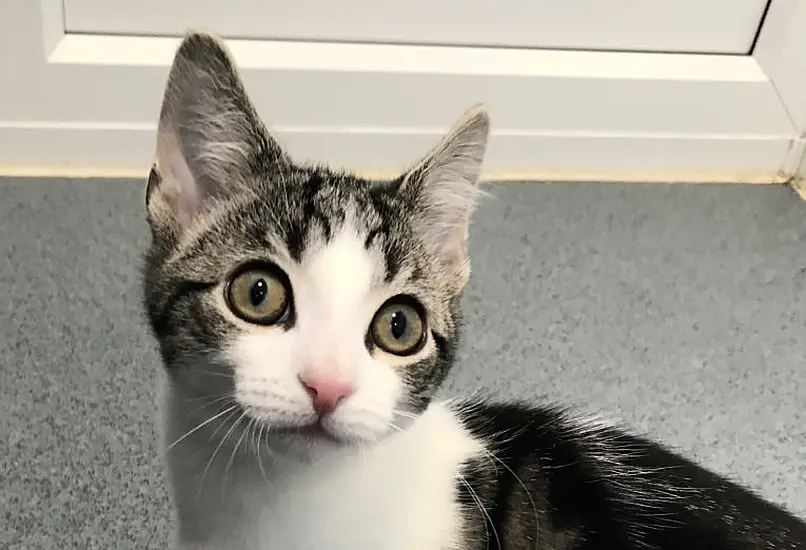 Playful Kitten Found To Be Neither Male Nor Female In Veterinary First