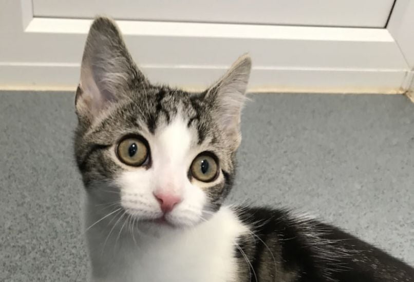 Playful Kitten Found To Be Neither Male Nor Female In Veterinary First