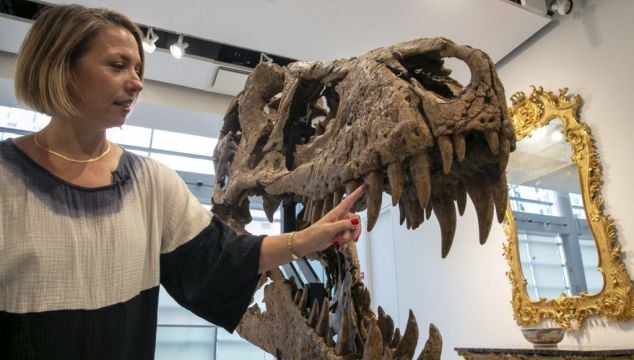 Maximus The T. Rex’s Skull Predicted To Fetch $15 Million At Auction