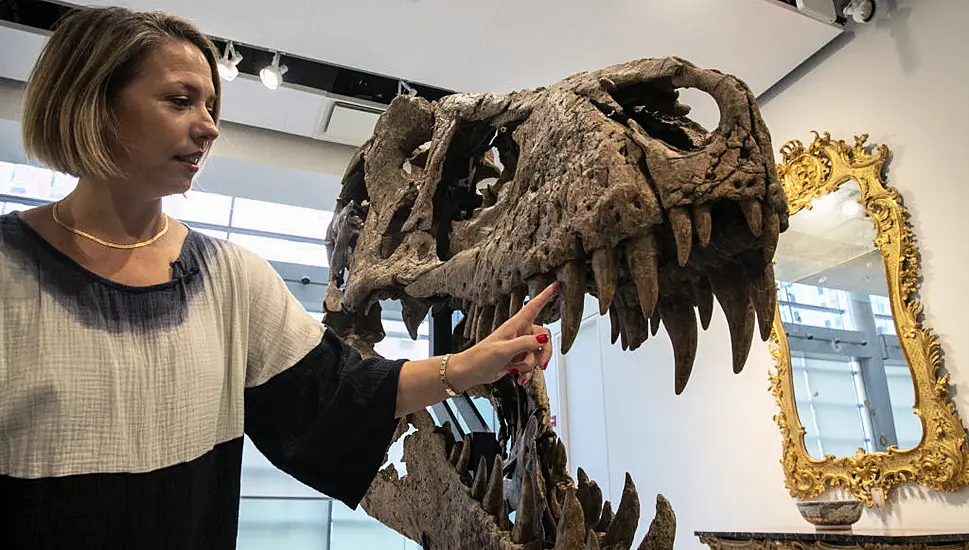 Maximus The T. Rex’s Skull Predicted To Fetch $15 Million At Auction