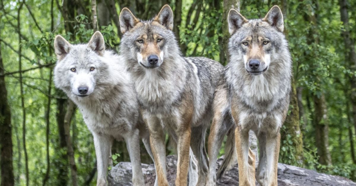 Wildlife Park owner calls for wolves to be reintroduced into the wild in  Ireland