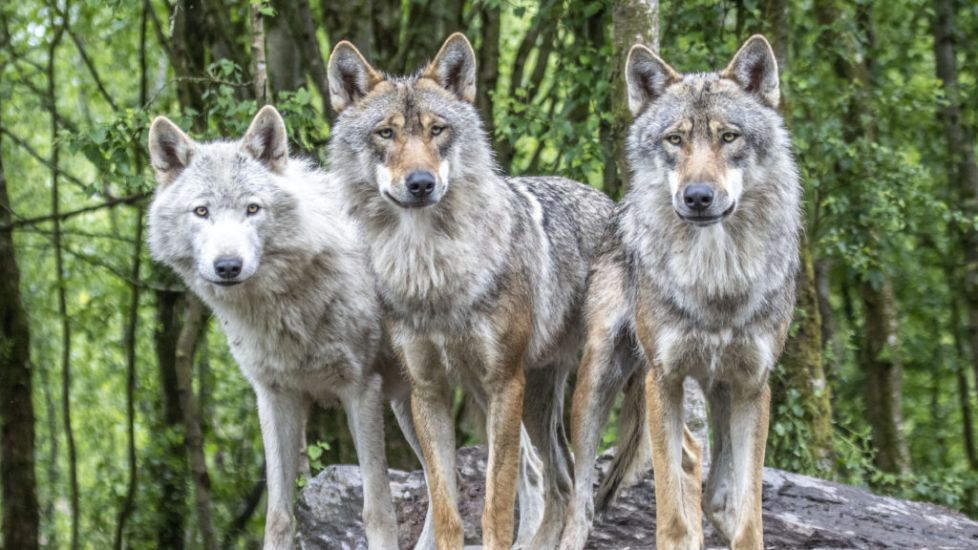 Wildlife Park Owner Calls For Wolves To Be Reintroduced Into The Wild In Ireland