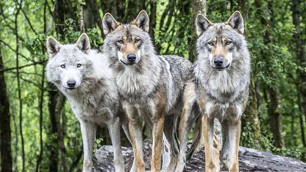 Wildlife Park Owner Calls For Wolves To Be Reintroduced Into The Wild In Ireland