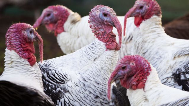 Poultry Restriction Zones Imposed After Bird Flu Cases Detected In Co Monaghan