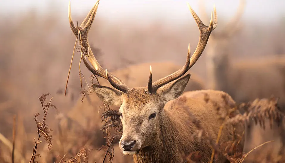 Shock As Stag Has Head Cut Off By Passing Motorist In Co Donegal