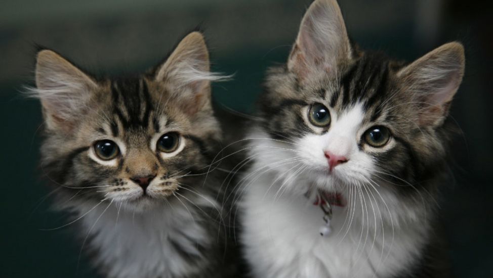 Feeding Pets Dry Food Reduces Their Environmental Impact – Study