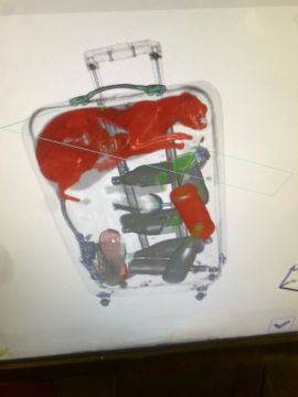 Let The Cat Out Of The Bag: Airport Security Staff Spot Stowaway In Suitcase