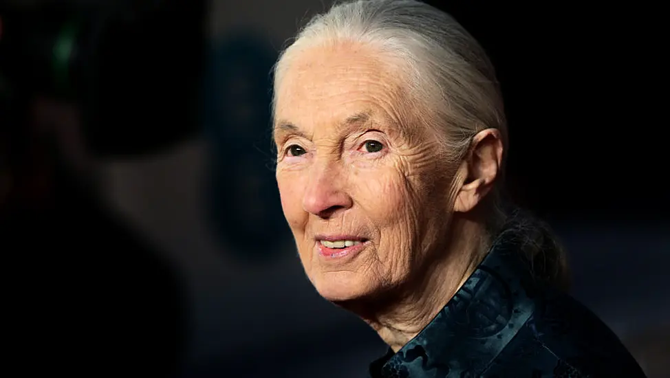 Renowned Conservationist Jane Goodall To Address Citizens' Assembly On Biodiversity Loss