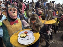Monkeys In Central Thailand City Mark Their Day With Feast