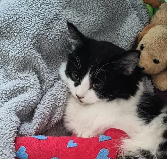 Cat Makes Miraculous Recovery Following Fall From Fourth Floor Flat