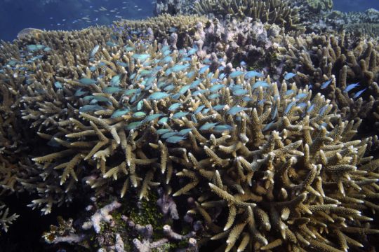 Australia Argues Against ‘Endangered’ Great Barrier Reef Status