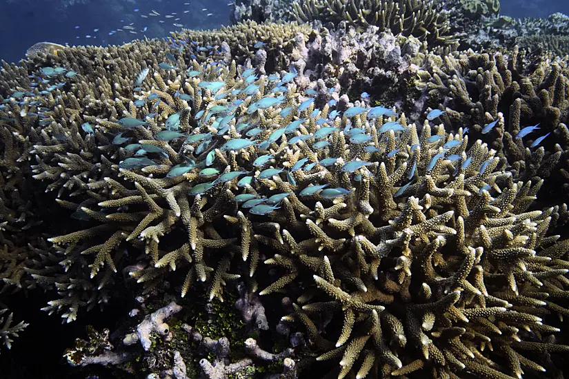 Australia Argues Against ‘Endangered’ Great Barrier Reef Status