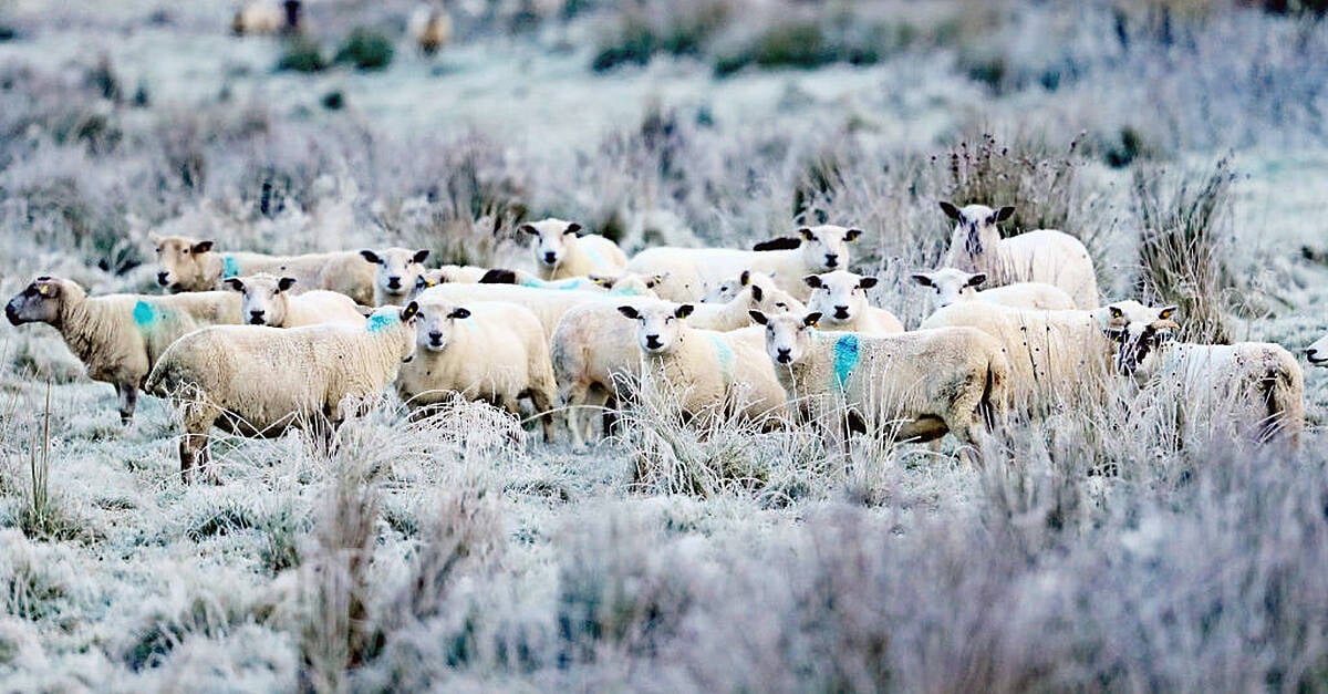 Arctic Blast To Hit Ireland This Weekend With Freezing Temperatures ...