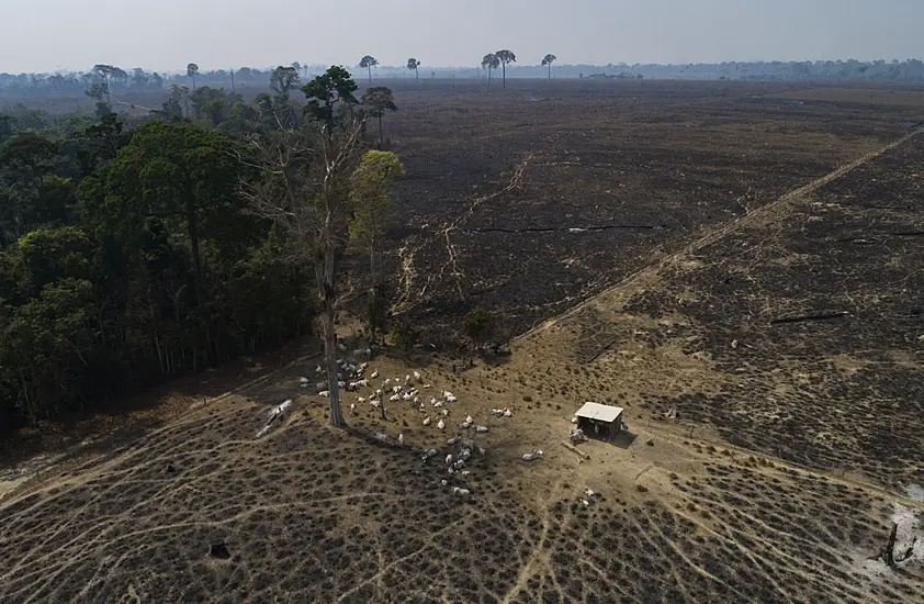 Amazon Loses A Tenth Of Its Vegetation In Four Decades – Report