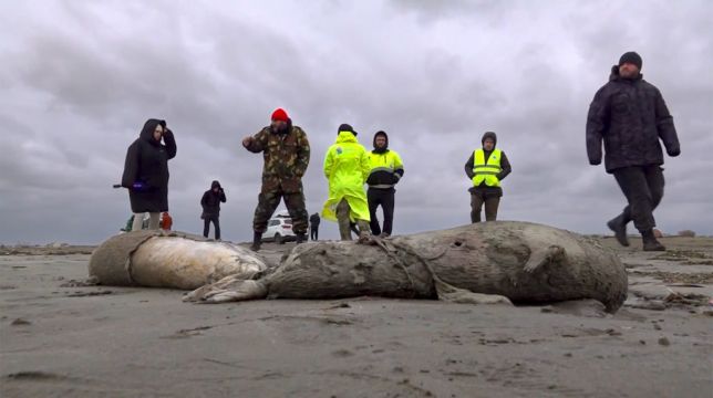2,500 Dead Seals Found Along Russia’s Caspian Coast