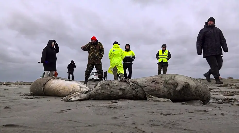 2,500 Dead Seals Found Along Russia’s Caspian Coast