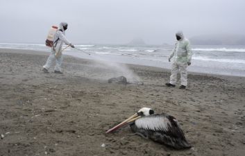 Pelicans Dying As Bird Flu Outbreak Spreads To Venezuela