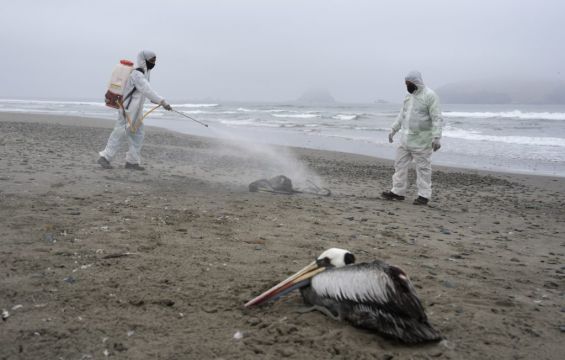 Pelicans Dying As Bird Flu Outbreak Spreads To Venezuela