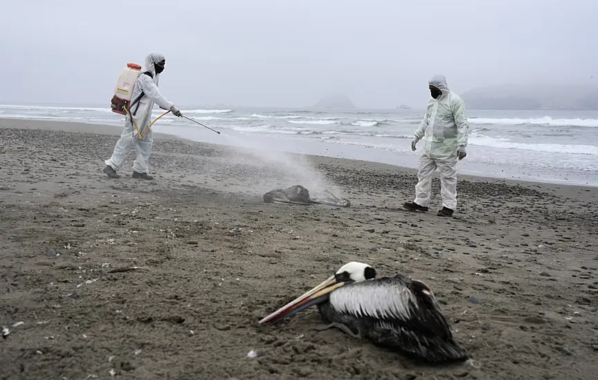 Pelicans Dying As Bird Flu Outbreak Spreads To Venezuela