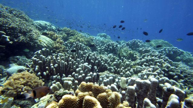 Nearly 10% Of Marine Life Threatened With Extinction, Latest Report Claims