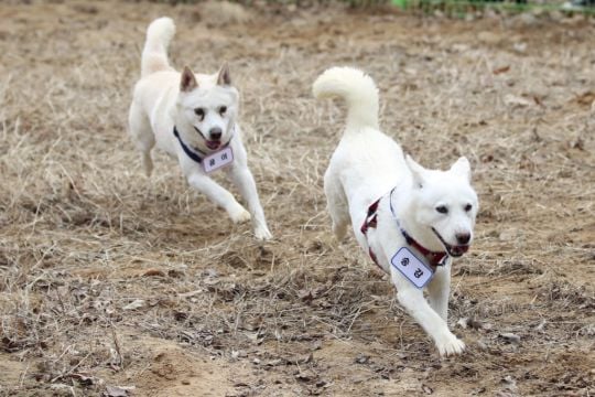 ‘Peace Dogs’ Given To South Korea By Kim Jong Un Rehomed At Zoo