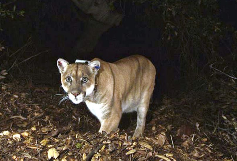Famous Hollywood Mountain Lion ‘Probably Won’t Be Released Back Into Wild’