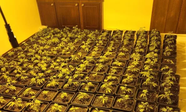 Man Arrested As Gardaí Seize 480 Cannabis Plants, Worth €384,000