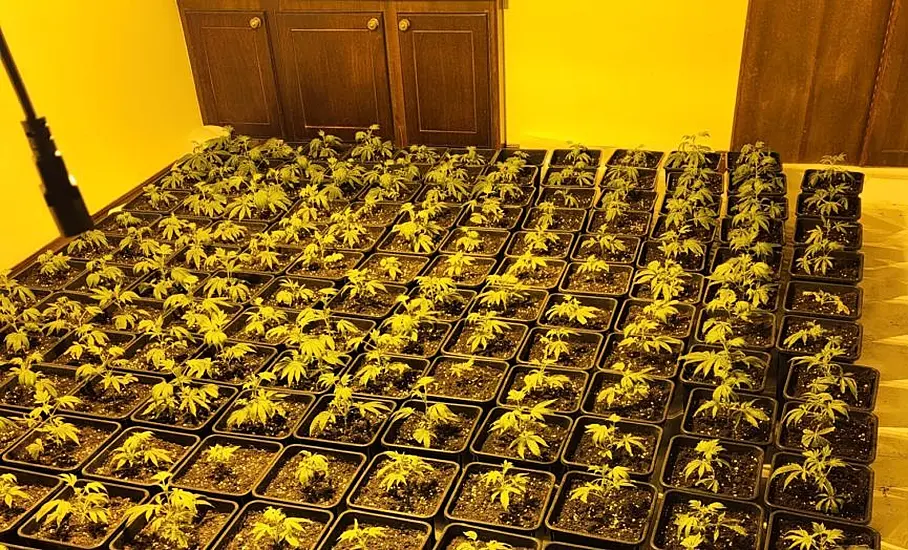 Man Arrested As Gardaí Seize 480 Cannabis Plants, Worth €384,000