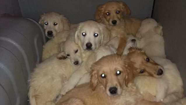Almost 30 Pups Rescued At Belfast Port In Crackdown Against Illegal Trafficking