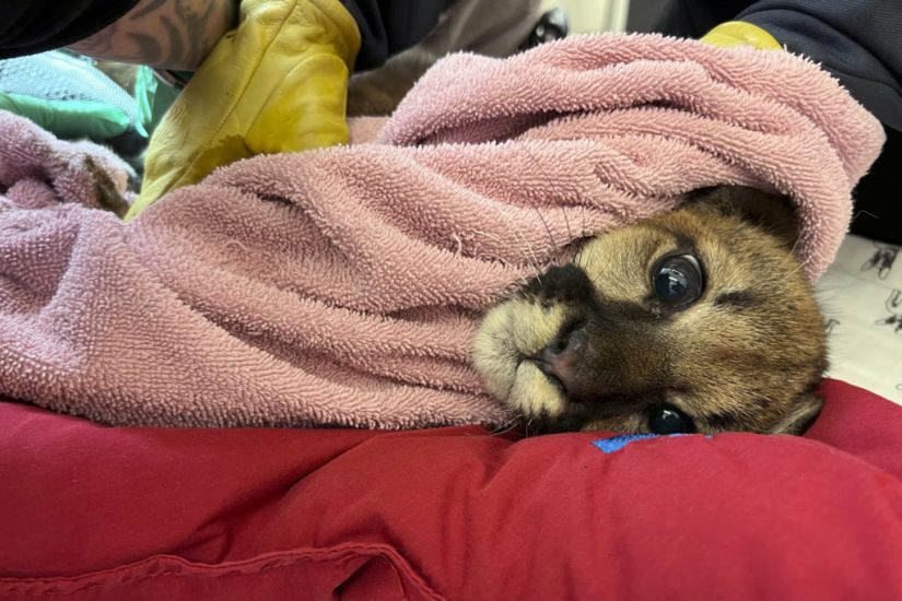 Poorly Mountain Lion Rescued By Vets In California And Named After Christmas