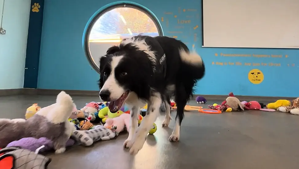 Dogs Trust Ireland Shares Video Of Dogs Choosing From Donated Toys