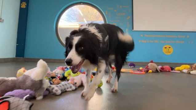 Dogs Trust Ireland Shares Video Of Dogs Choosing From Donated Toys
