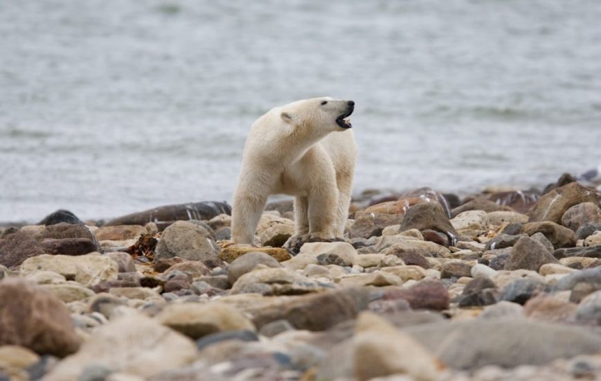 Canadian Polar Bears Dying In High Numbers, Study Finds