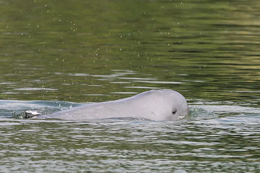 Deaths Of Three Endangered Dolphins In Cambodia Spark Alarm