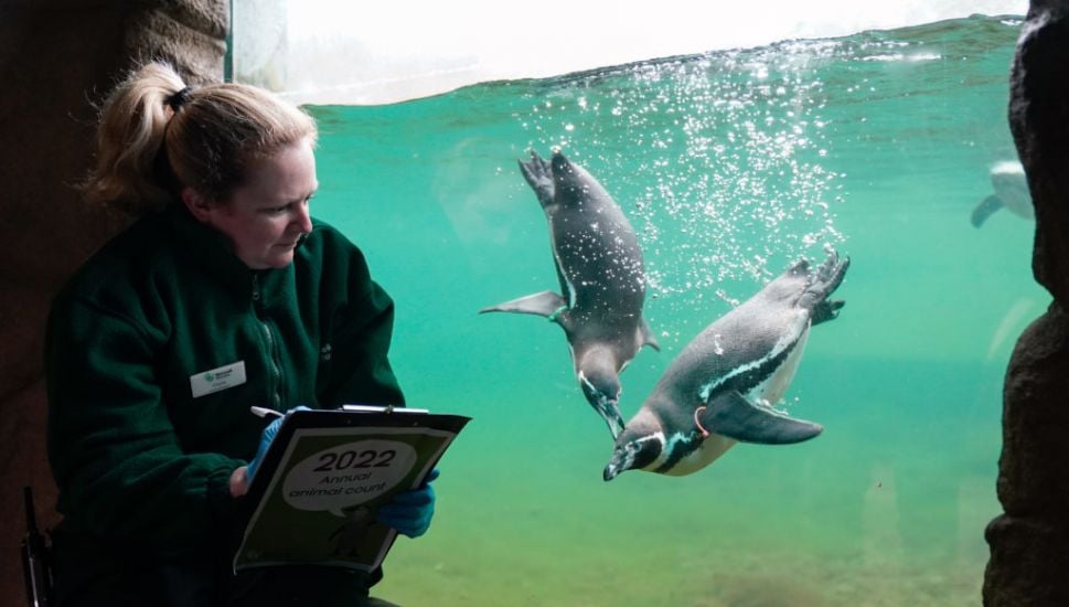 Penguins To Return To Zoo Enclosure After Avian Influenza All-Clear
