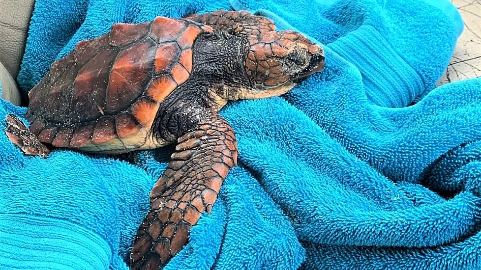 Endangered Species Of Turtles Washing Up On Irish Shores