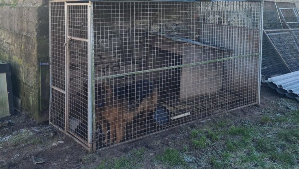 Nineteen Dogs Seized By Police Following Search In Limerick